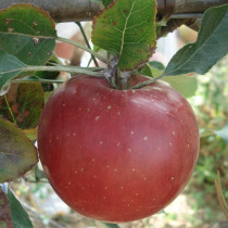 POMMIER - Malus communis 'Melrose'