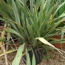 Yucca filamentosa