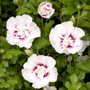 Althea à fleurs doubles blanc à cœur rouge