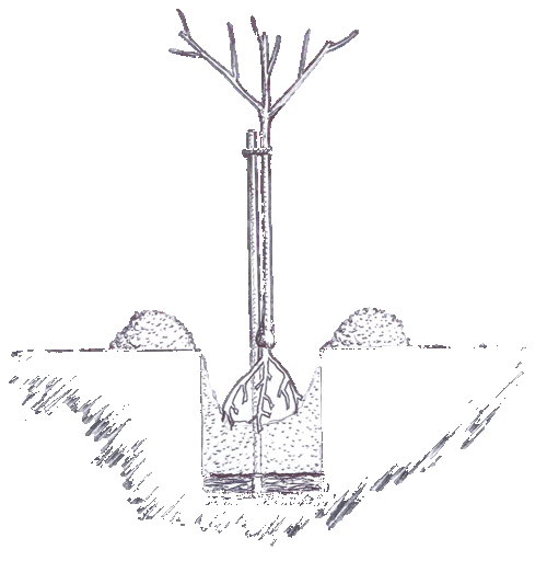 10 étapes pour réussir la plantation de son arbre