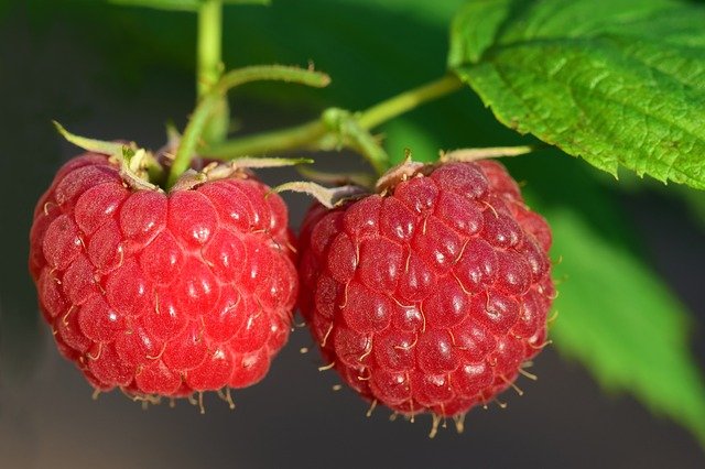 Les offres pour un jardin Gourmand !