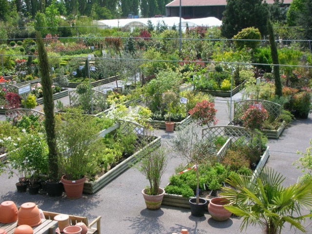 Jardinerie rayon pepiniere