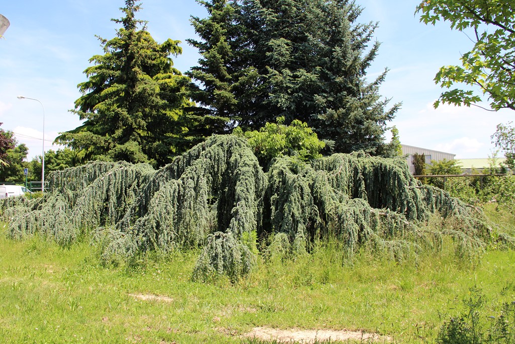 Cedrus altancica Glauca Pendula