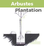 plantation arbuste