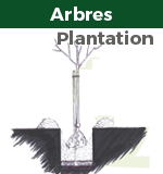plantation arbres