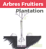 plantation arbres fruitiers
